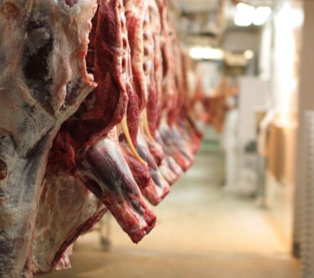 نوسازی و بهسازی کشتارگاه ۳ هزار راسی دام دوگنبدان