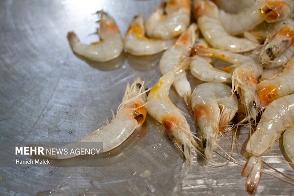 افزایش ۱۰۰ درصدی تولید میگو در کنارک؛ پرورش ۱۲۶ میلیون قطعه لارو میگو