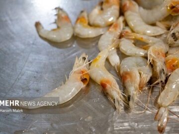 افزایش ۱۰۰ درصدی تولید میگو در کنارک؛ پرورش ۱۲۶ میلیون قطعه لارو میگو