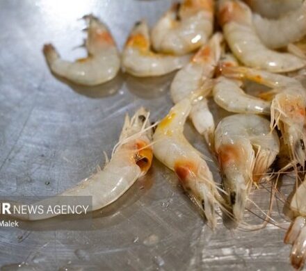 افزایش ۱۰۰ درصدی تولید میگو در کنارک؛ پرورش ۱۲۶ میلیون قطعه لارو میگو