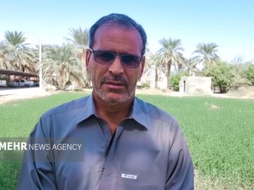 نارویی: برداشت چین سوم حنا در شهرستان دلگان انجام شد