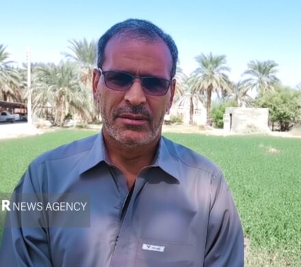 نارویی: برداشت چین سوم حنا در شهرستان دلگان انجام شد