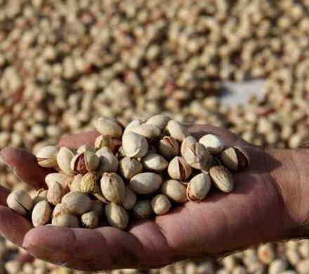 راهاندازی آزمایشگاه تخصصی پسته در استان سمنان؛ کیفیت افزایش مییابد