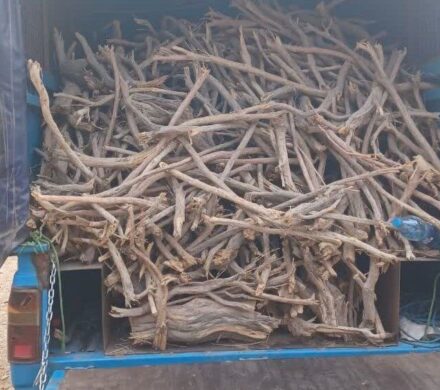 توقیف ۳ خودروی حامل چوب و هیزم جنگلی قاچاق در شرق مازندران