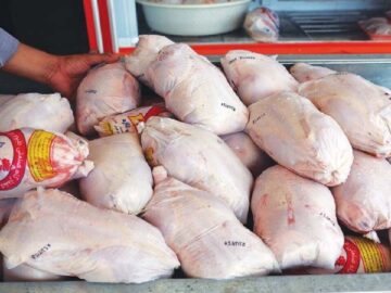 فروزنده: فیلم بسته‌ بندی مجدد مرغ های تاریخ‌ گذشته در گیلان قدیمی است