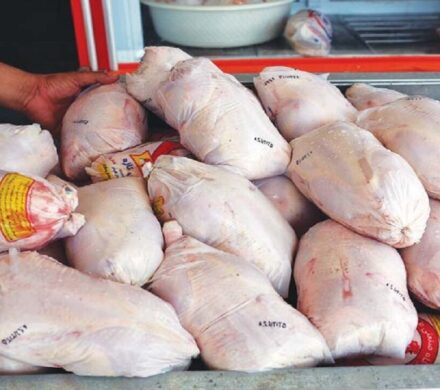 فروزنده: فیلم بسته بندی مجدد مرغ های تاریخ گذشته در گیلان قدیمی است