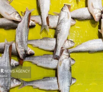 خودرو حامل ۲۰ تن ماهی قاچاق در هرمزگان توقیف شد