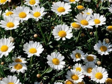 عزیزان: سطح زیر کشت گیاهان دارویی در ایلام ۲۶۰ هکتار است