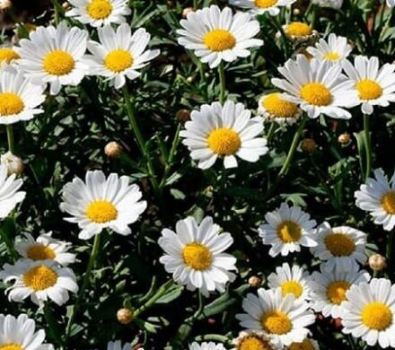 عزیزان: سطح زیر کشت گیاهان دارویی در ایلام ۲۶۰ هکتار است