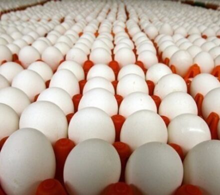 فتاحی: استان مرکزی صادرات تخممرغ را بیش از ۳ برابر افزایش داد