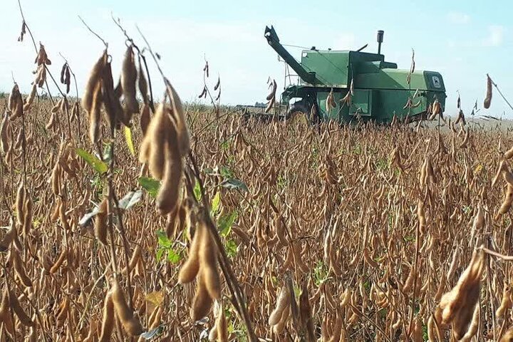 برداشت ۳۵ هزار تن سویا در اردبیل پیش بینی شد