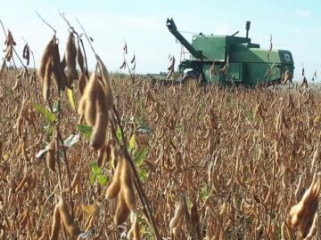 برداشت ۳۵ هزار تن سویا در اردبیل پیش بینی شد