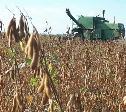 برداشت ۳۵ هزار تن سویا در اردبیل پیش بینی شد