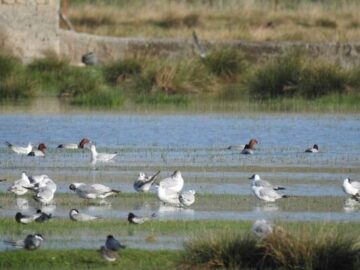 قائمی: ۳ تالاب نقده احیا شد؛ پذیرایی از پرندگان مهاجر