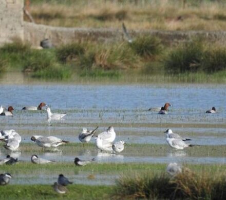 قائمی: ۳ تالاب نقده احیا شد؛ پذیرایی از پرندگان مهاجر