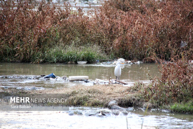 وضعیت نامطلوب قره‌سو؛ از انباشت زباله تا ورود فاضلاب شهری