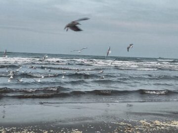 آوای مرغان دریایی در ساحل نوشهر