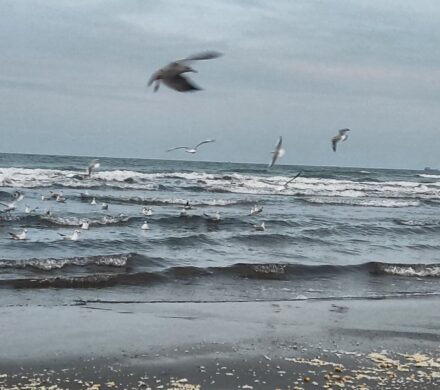 آوای مرغان دریایی در ساحل نوشهر