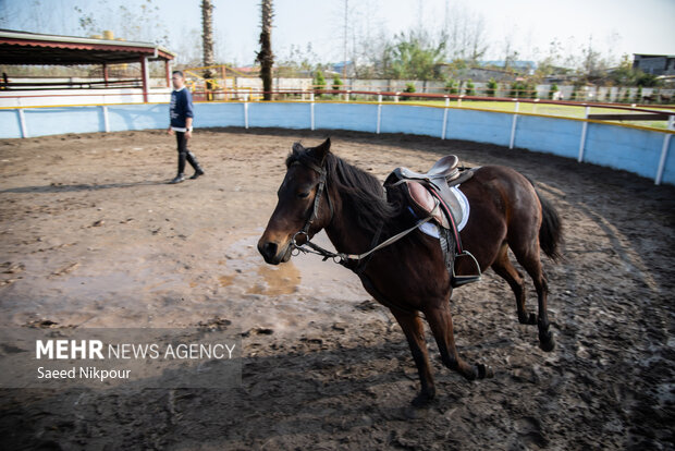 جشنواره ملی اسب نژاد کاسپین