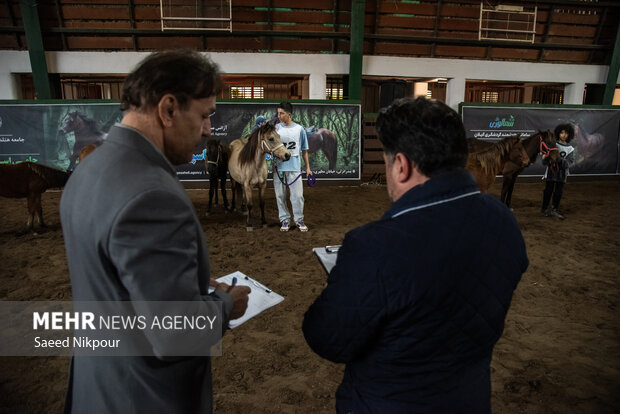 جشنواره ملی اسب نژاد کاسپین