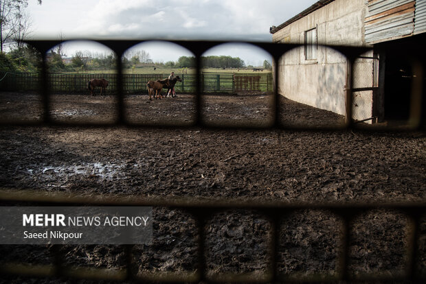 جشنواره ملی اسب نژاد کاسپین