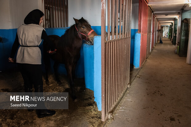 جشنواره ملی اسب نژاد کاسپین