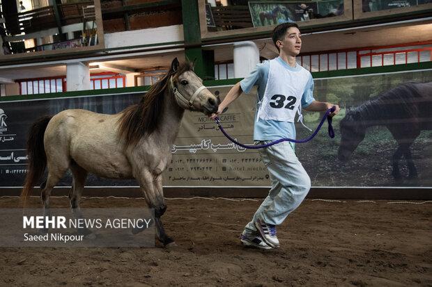 جشنواره ملی اسب نژاد کاسپین