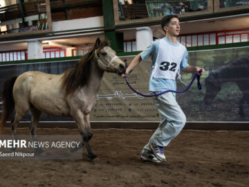جشنواره ملی اسب نژاد کاسپین