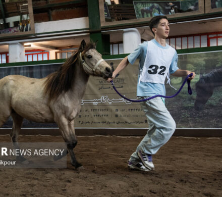 جشنواره ملی اسب نژاد کاسپین