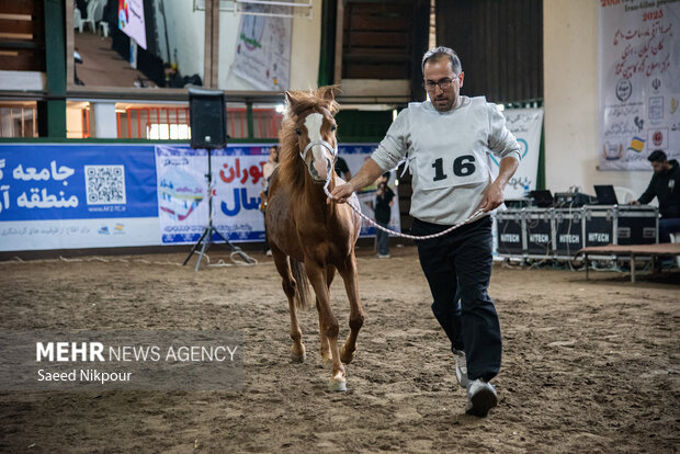 جشنواره ملی اسب نژاد کاسپین