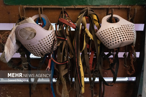 جشنواره ملی اسب نژاد کاسپین