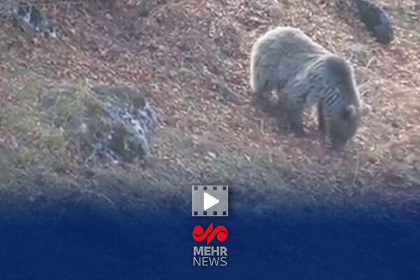 خرس قهوه‌ای مازندران آمادۀ خواب زمستانی می‌شود