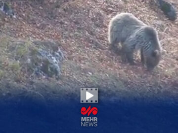 خرس قهوه‌ای مازندران آمادۀ خواب زمستانی می‌شود