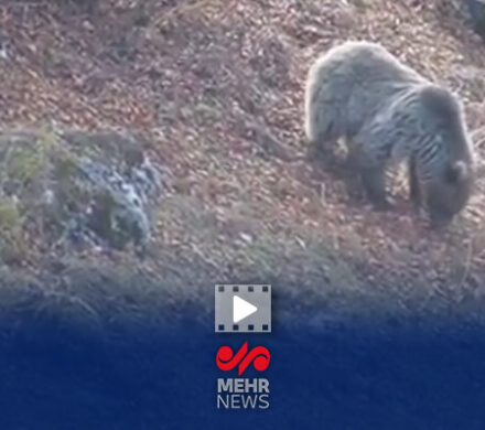 خرس قهوه‌ای مازندران آمادۀ خواب زمستانی می‌شود