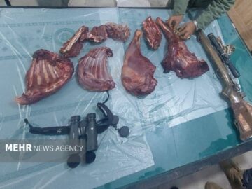 شکارچی غیرمجاز در دشتستان دستگیر شد