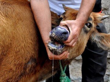 سالاری: دامداران جنوب کرمان در برابر شیوع تب برفکی هوشیار باشند