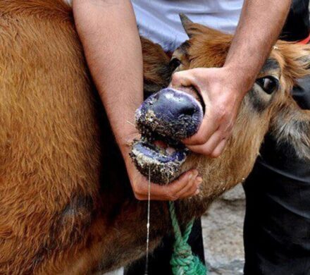 سالاری: دامداران جنوب کرمان در برابر شیوع تب برفکی هوشیار باشند