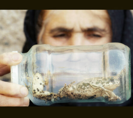 همزیستی ۴ ساله با لکلکها؛ چطور فیلم مستند را برای مخاطب جذاب کنیم؟