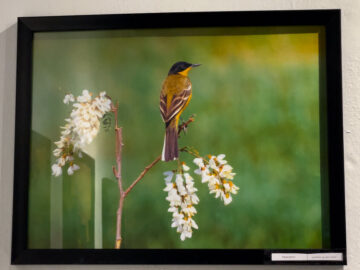 برپایی نمایشگاه گروهی عکس در شهرکرد