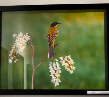 برپایی نمایشگاه گروهی عکس در شهرکرد