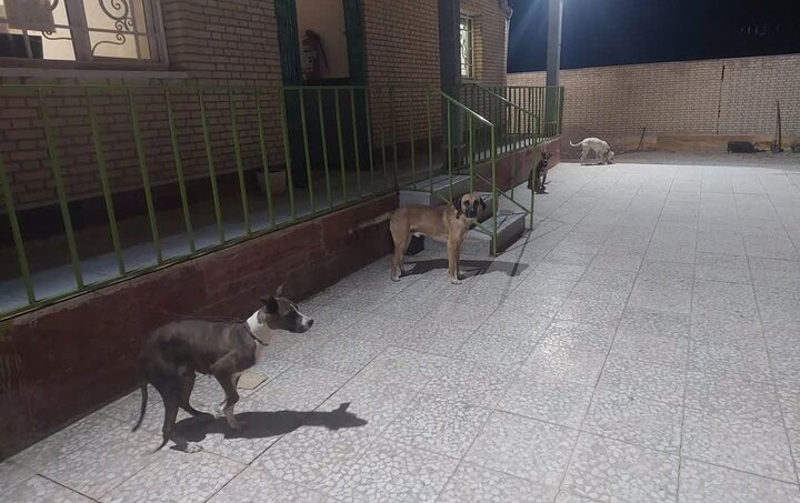 دستگیری شکارچیان  در بخش بوشکان دشتستان