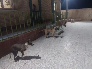 دستگیری شکارچیان در بخش بوشکان دشتستان