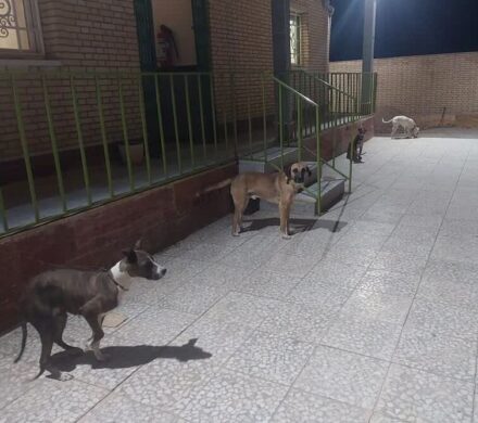 دستگیری شکارچیان  در بخش بوشکان دشتستان