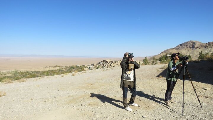 پرندگان شکاری در روستای قلعه بالای بیارجمند پایش می‌شوند