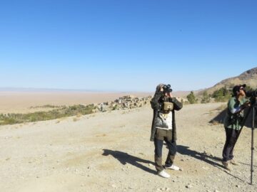 پرندگان شکاری در روستای قلعه بالای بیارجمند پایش میشوند