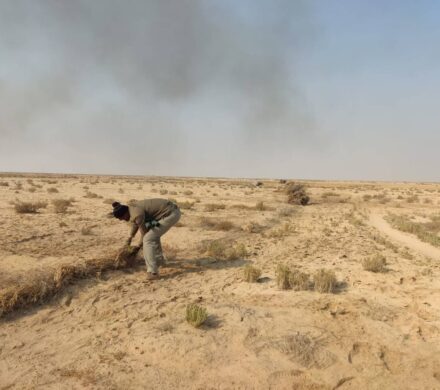 مرادزاده: یکی از دشتهای مهم زندهگیری «هوبره» پاکسازی شد