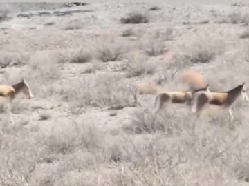 طبیعت بی‌نظیر پارک ملی توران شاهرود