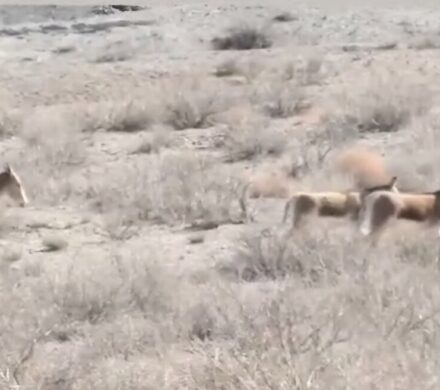 طبیعت بینظیر پارک ملی توران شاهرود