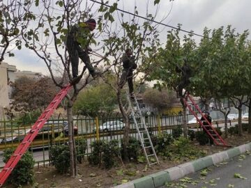 درختان منطقه ۲ آماده فصل زمستان شدند