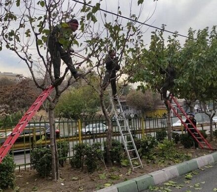 درختان منطقه ۲ آماده فصل زمستان شدند